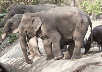 Fototapeta premium elephant