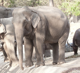 elephant