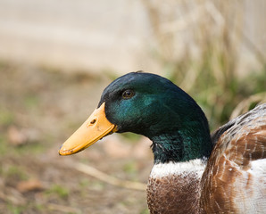 Waterfowl profile