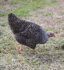 Checkerboard hen