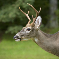 Six pointer