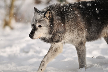 Fototapeta na wymiar Grey Timber wolf in snow