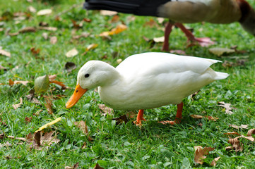 Weiße wilde Ente