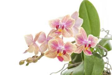 Obraz na płótnie Canvas Flower of blooming phalaenopsis orchid