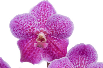 Flower of blooming orchid
