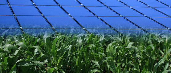 Solarzellen und Maisfeld