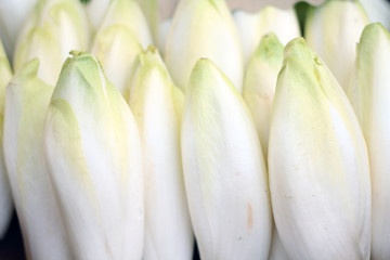 chicory