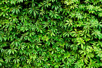 Green leaf background