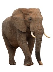 Large male African elephant isolated on white