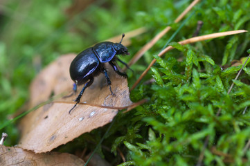 Geotrupes stercorarius