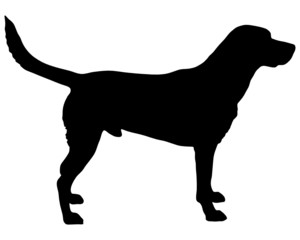 Labrador Silhouette