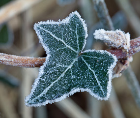 Frost on Ivy Leaf