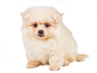 Pomeranian Spitz puppy on a white background