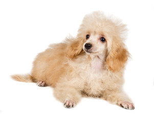 Apricot poodle puppy portrait on a white background