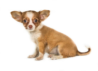 chihuahua puppy (3 months) in front of a white background
