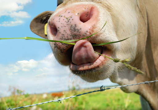 Happy cow
