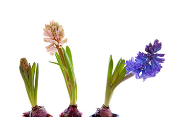 Three hyacinthus flowers