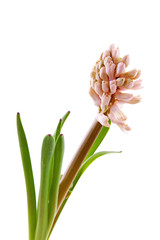 Pink hyacinthus flower