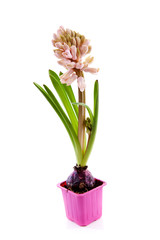 Pink hyacinthus flower in pot