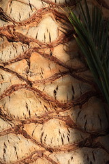 Upper trunk detail of palm tree background texture pattern.