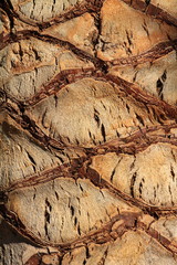 Upper trunk detail of palm tree background texture pattern.