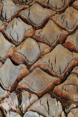Upper trunk detail of palm tree background texture pattern.