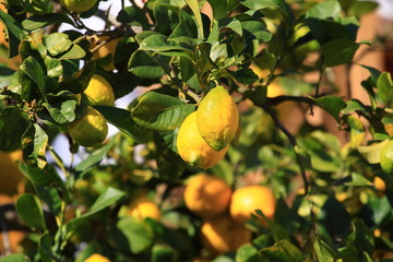 Obraz premium Lemons growing on lemon tree.
