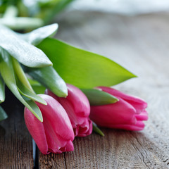 tulips  on wooden board with copyspace