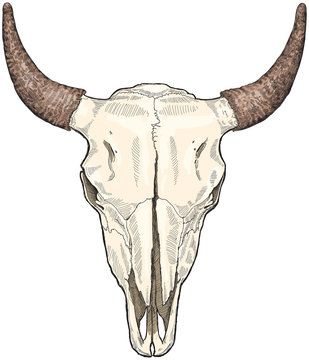 cow ckull - vector sketch