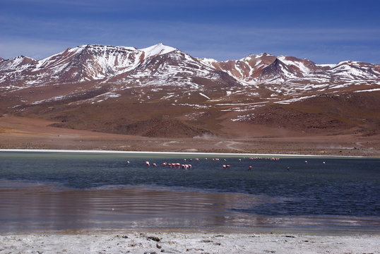 Lake with flamingo in andes landscape, Altiplano, Boliwia