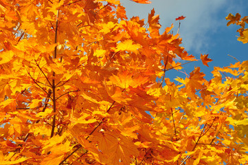 Желто-багряные листья клена.