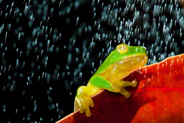 Photo sur Plexiglas Grenouille Green tree frog sitting on red leaf in rain