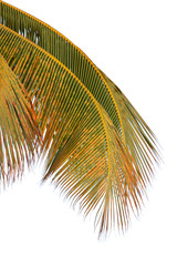 Obraz premium palme cocotier, fond blanc