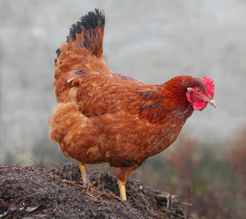 Chicken in bio farm