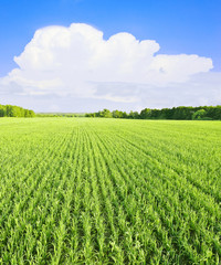 White cloud over green field © andrew