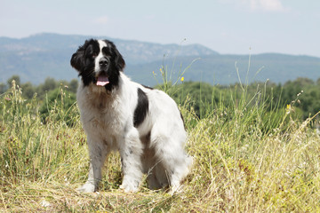 la force tranquille du landseer