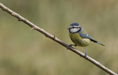 mesange bleue