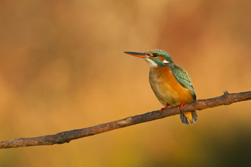 Fototapeta premium martin pecheur