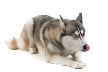 Dog on a white background.