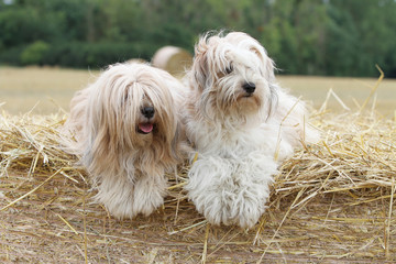 drôle de position pour les deux terriers du Tibet