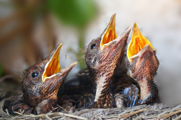 Bird nest with young birds - Eurasian Blackbird