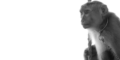 Singe