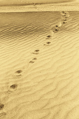 black and white marks on the sand