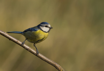 Obraz premium mesange bleue