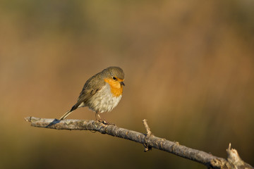 Fototapeta premium rouge gorge