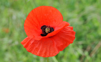 poppy