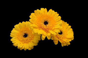 yellow gerbera in drops of dew on a black background