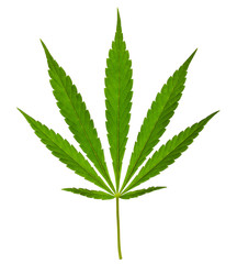 Cannabis leaf isolated on a white background