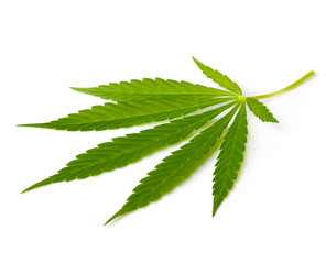 Cannabis leaf