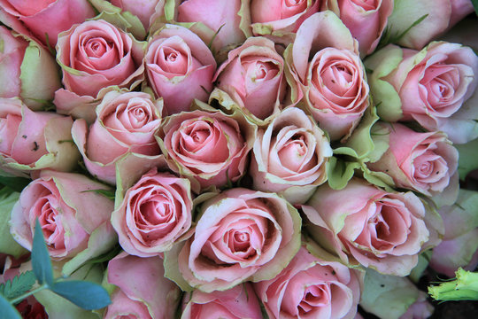 soft pink and green roses
